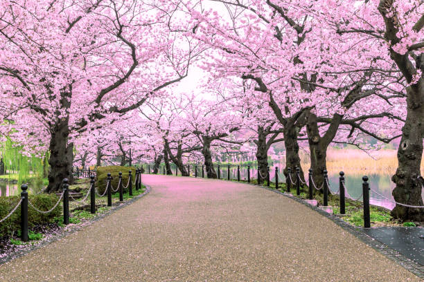 Morning Zen Stroll